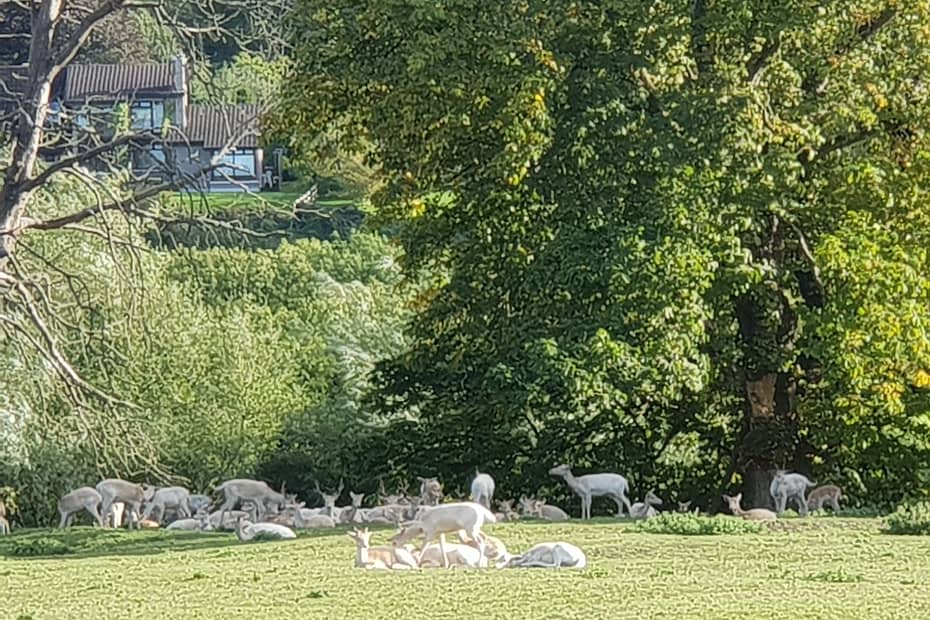 White deers at Mallow Castle